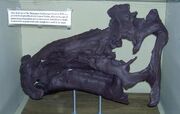 Maiasaura fossil