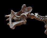 800px-Dinoceras mirabile Marsh MNHN