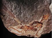 Epidexipteryx fossil.jpg
