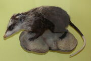 Haarigel (Echinosorex gymnura)