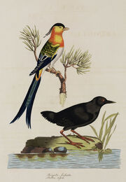 Miller's Rail.jpg