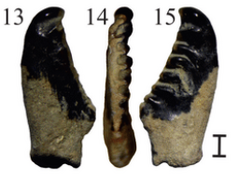 Scardinius ponticus romania