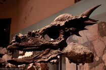 Stygimoloch-skull