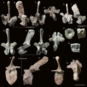 Woznikella-triradiata-n-gen-n-sp-dorsal-vertebrae-A-D-ZPAL-V-34-1-31-anterior