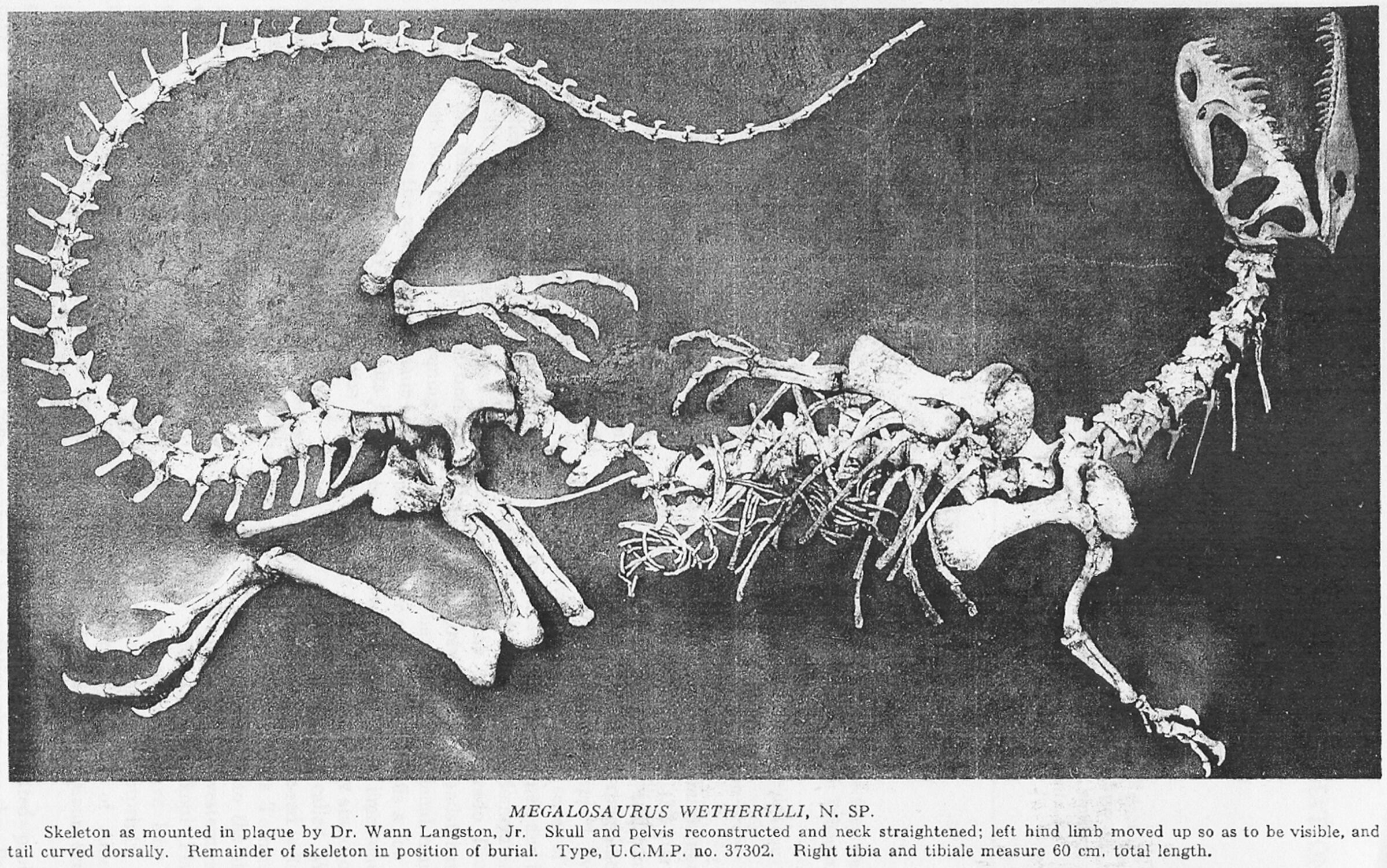 Dilophosaurus-as-megalosaurus-wetherilli.jpg