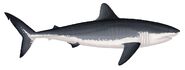 1280px-Ginsu shark (Cretoxyrhina mantellii)
