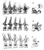 A-Dinheirosaurus-lourinhanensis-Cervical-14th-at-right-end-and-the-sequence-of