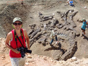 Camarasaurus fossil 01