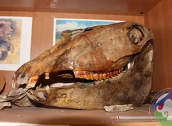 Череп ленской лошади