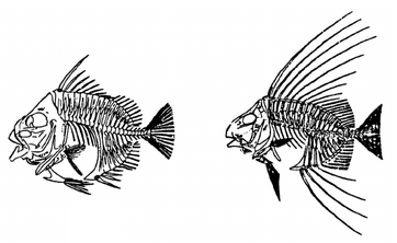 Acanthonemus