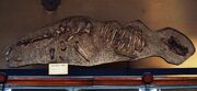 Anoplotherium commune