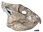 Archaeoceratops skull