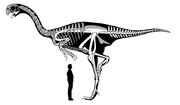 Gigantoraptor skeleton