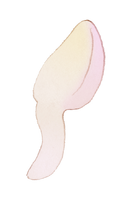 Priscansermarinus.png