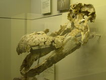 Quaesitosaurus skull