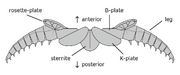 20211225 Arthropleura leg associated structures
