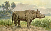 Aceratherium1
