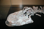 Apatosaurus skull 02