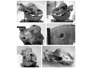 Elasmotherium-sibiricum-Fischer-1809-Nos-1-5-The-skull-no-PV-167-of-a-bull-from