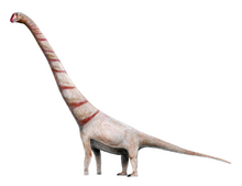 Astrophocaudia LM