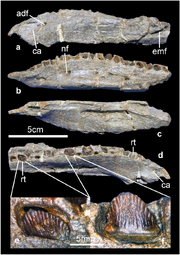 Baiyinosaurus dentary (IVPG-D021-06)