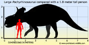 Pachyrhinosaurus-size