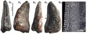 Spinosaurid tooth MUPE HB-87 in distal (D1), lingual (D2), mesial (D3), and labial (D4 + D5) views. Middle-Jurassic of the Tiourarén Formation, Irhazer Group, Niger. After Serrano-Martinez et al., 2015