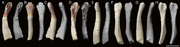 Woznikella-triradiata-n-gen-n-sp-clavicles-A-D-ZPAL-V-34-1-75-left-clavicle-in