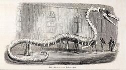 1846-hydrarchos-whale-fake-monster-fossil-paul-d-stewart