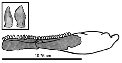 250px-Eshanosaurus IVPP V11579.png