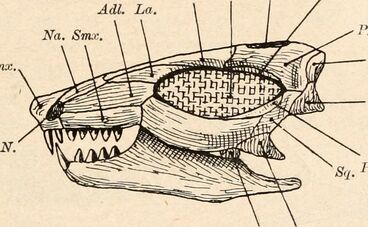 A head illustration of Leptopleuron.jpg
