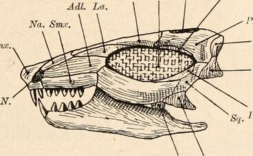 A head illustration of Leptopleuron