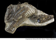 Gorgosaurus skeleton.jpg