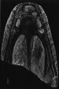 Stanocephalosaurus.jpg
