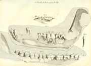 Anoplotherium 1804 Cuvier Lower Jaw