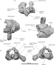 Atlas-and-axis-of-Ambulator-keanei-SAMA-P54742-Lateral-view-a-dorsal-view-b