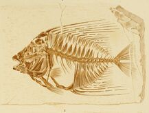 Dictionnaire universel d'histoire naturelle (Poissons fossiles Pl. 1) (8713999759)