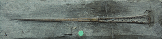 Squaloraja rostrum