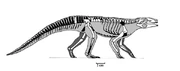 Uruguaysuchus-skeleton-s