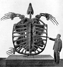 275px-Archelon skeleton