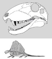 Череп и скелет Dimetrodon loomisi