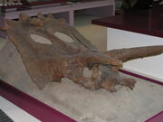 Anchiceratops NMC 8535.jpg