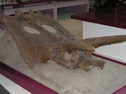 Anchiceratops NMC 8535