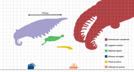 Burgess scale pilaia