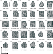 Comparisons-of-the-left-P3-of-Ambulator-keanei-a1-a4-Z-gilli-a5-and-Z-trilobus