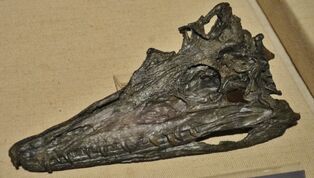 Diandongosuchus fuyuanensis 334 (1)
