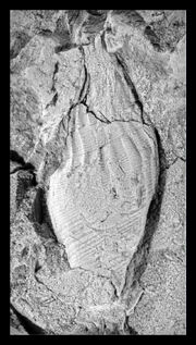Ectinochilus Macilentos macilentus Baja California Sur Bateque Formation Coll UNAM IGM 5169