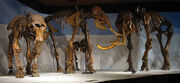 Mammoth family