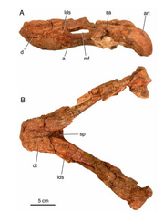 Argodicynodon mandible