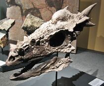 Berlin Naturkundemuseum Dino Schaedel